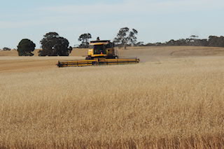 Australian Wheat